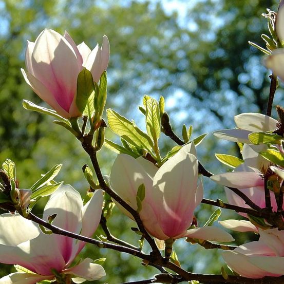 Magnolia sunsation pot de 5l - touffe