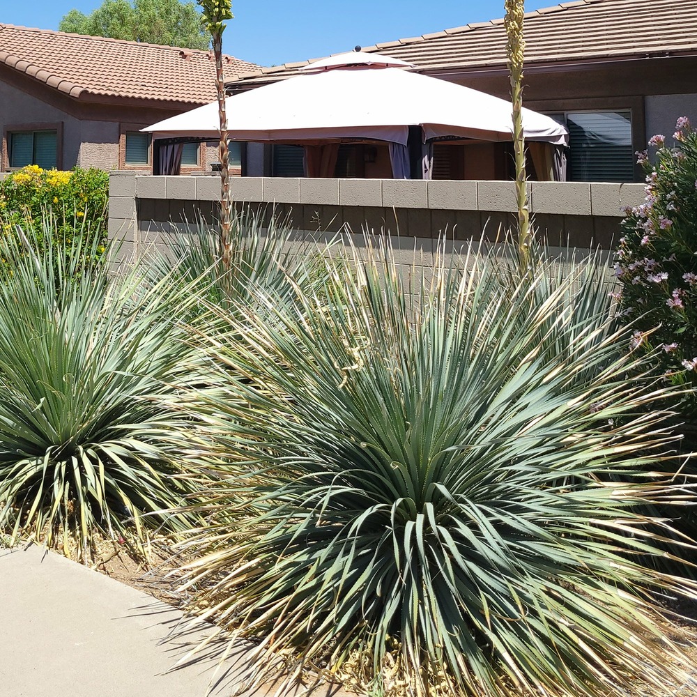 Dasylirion wheeleri - le pot / ø 11cm / hauteur livrée 10-20cm