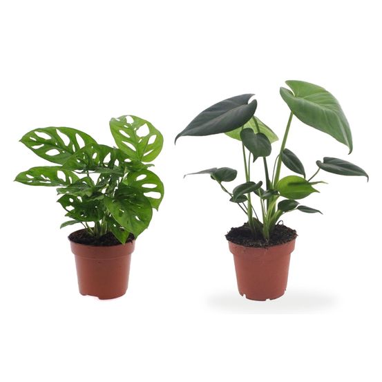Duo monstera — deliciosa & adansonii