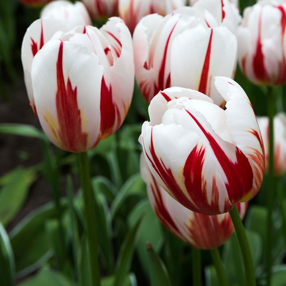 Tulipe triomphe 'happy generation' bulbe calibre 11/12 (par 10)