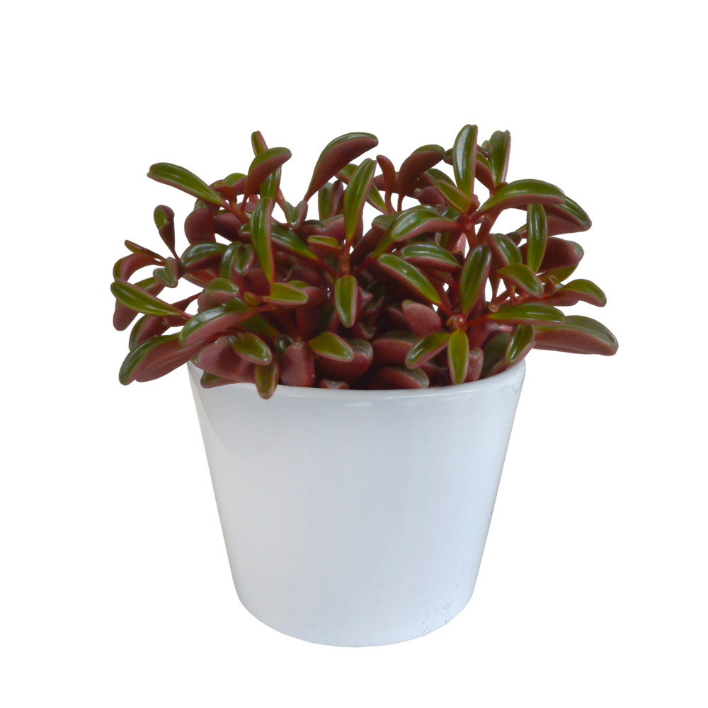 Plante d'intérieur - peperomia 'graveolens' et son cache-pot blanc 20cm