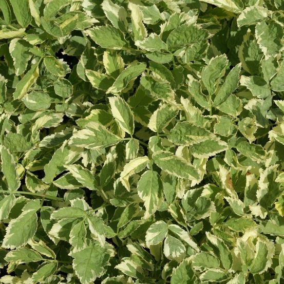 Herbe aux goutteux podagraria variegatum lot de 9 godets