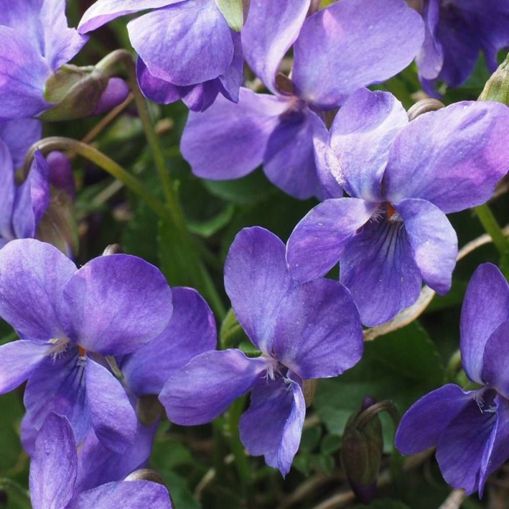 Violette parfumée mrs pinehurst lot de 9 godets