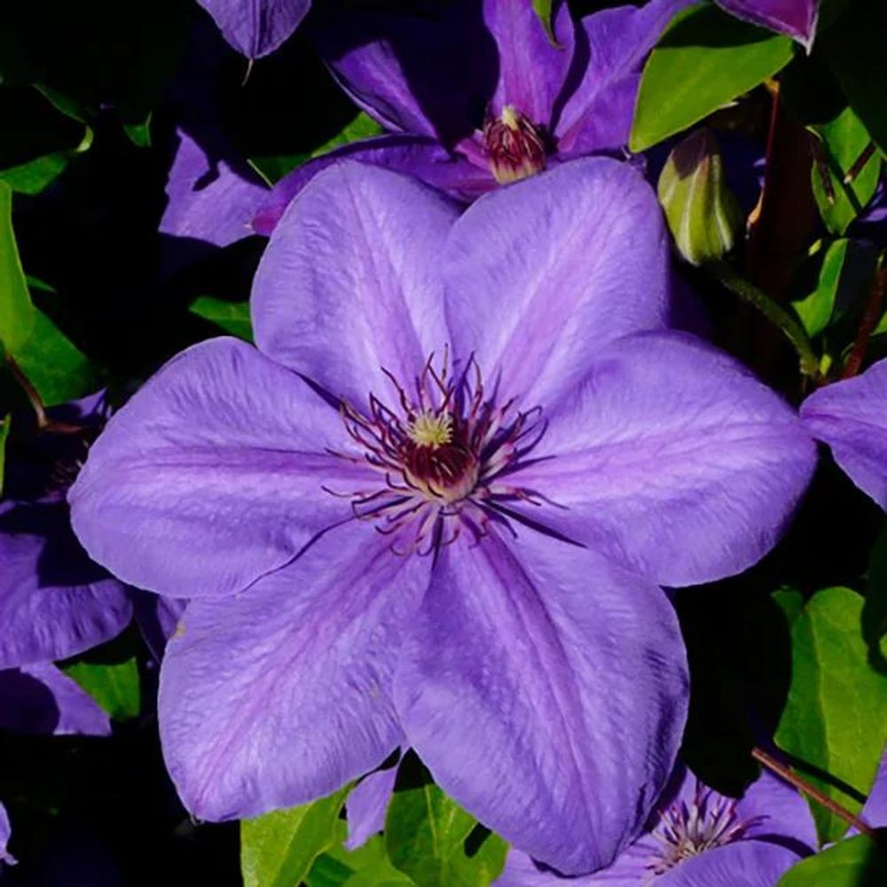 Clématite 'xerxes' - clematis 1,5l - 40/60cm
