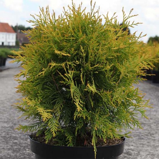 Thuya du canada 'golden globe' pot de 2l/3l