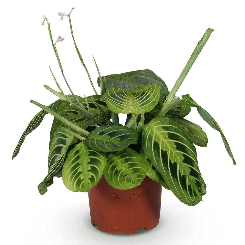 Maranta fascinator lemon lime - pet-friendly - plante de prière - pot de 12cm - hauteur 25-35cm