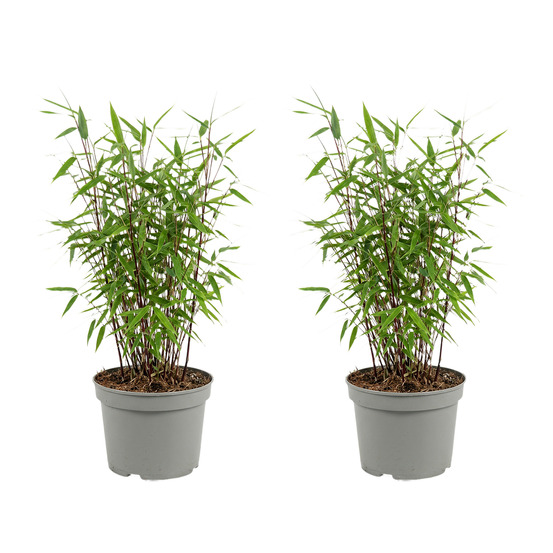 Lot de 2 - fargesia red dragon - bambou rouge - h. 50-70 cm