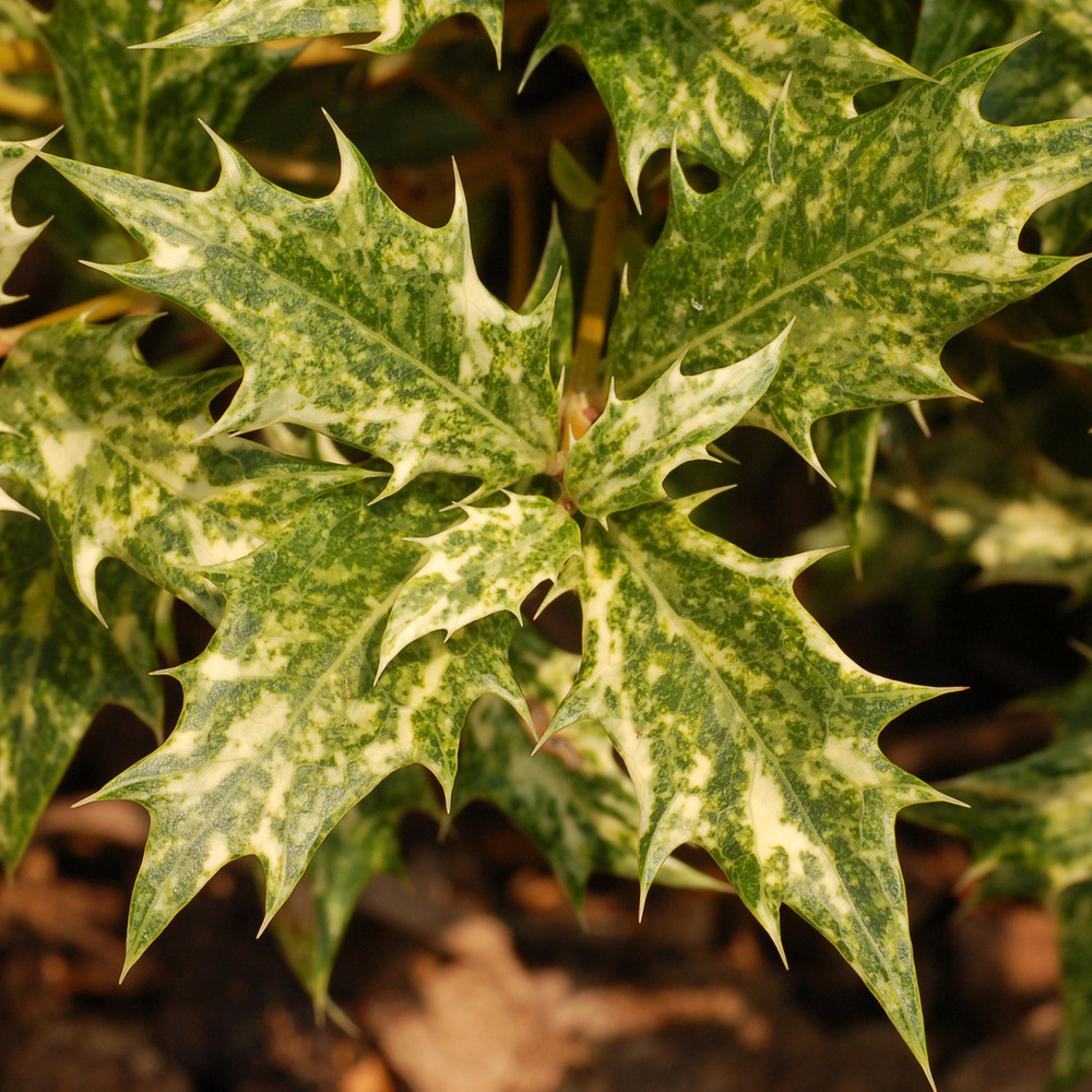 2 x osmanthe à feuilles variables - osmanthus heterophyllus  - 30-40 cm pot
