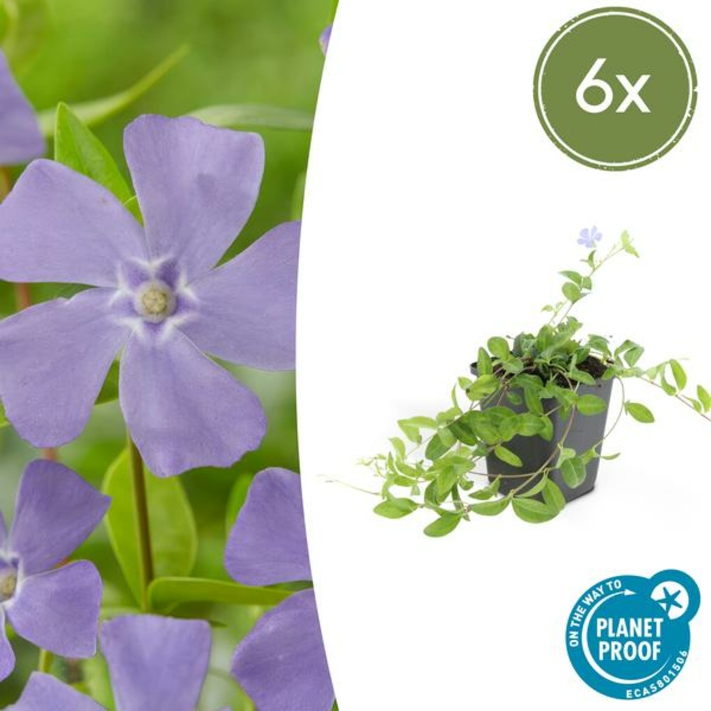 Petite pervenche (vinca minor) x6 – entre 0,38 et 0,5m2