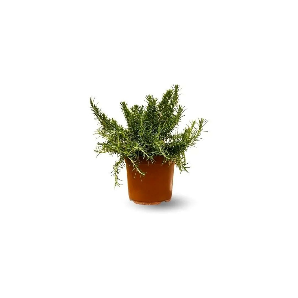 Romarin rampant - aromatique - ↕ 25-30 cm - ⌀ 14 cm - véritables herbes fraîches