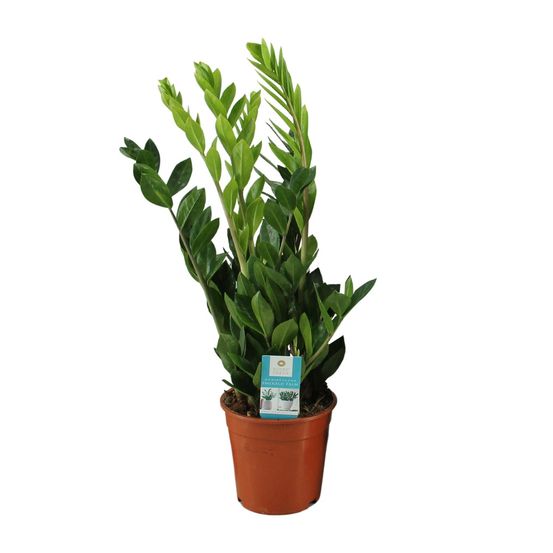 Zamioculcas zamiifolia - ø17cm - ↕65cm - plantes d'intérieur