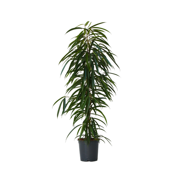 Ficus pleureur - ficus binnendijkii - hauteur 100-110cm - ⌀21cm