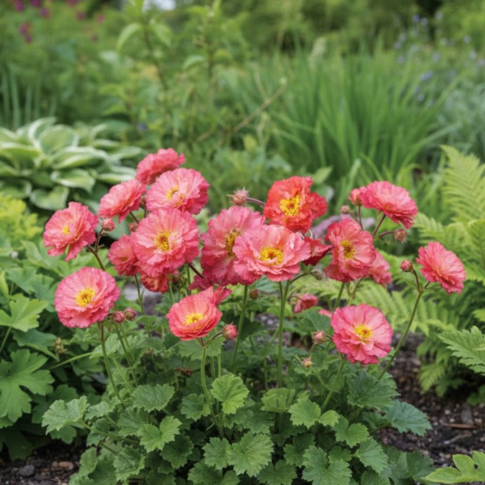 Benoîte bohema pink lot de 3 godets
