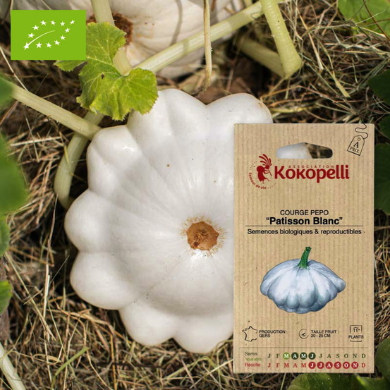 Courge pepo patisson blanc- graines bio à semer
