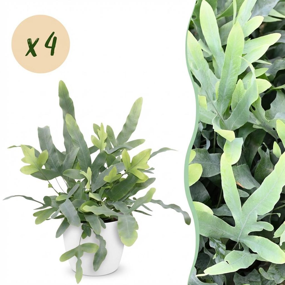 Phlebodium aureum blue star - pet-friendly - pot de 12cm - hauteur 25-30cm - plantes d'intérieur
