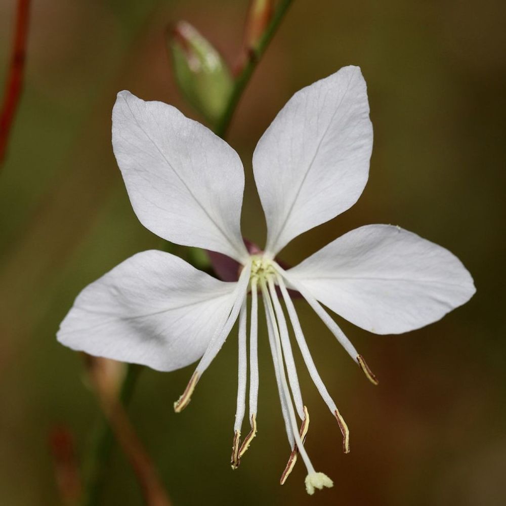 Gaura cool breeze lot de 5 godets