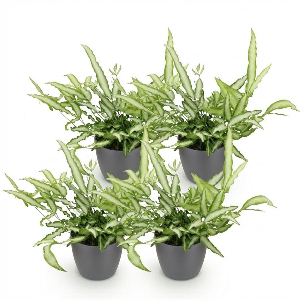 Pteris cretica albolineata - pet-friendly - plante fougère - pot de 12cm - hauteur 20-30cm