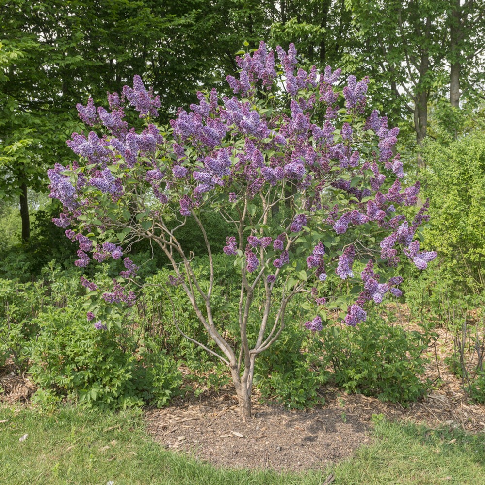 Lilas sensation - le pot / 2l / hauteur livrée 25-30cm