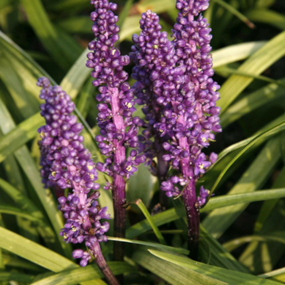 Liriope purpureum lot de 9 godets