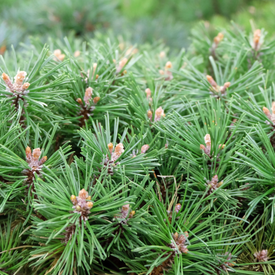 Pin mugo benjamin - pinus mugo benjamin 30/35cm pot 12l