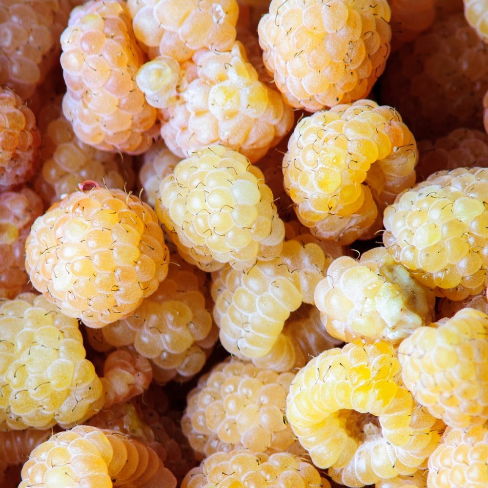 Framboisier little orangelina' pot de 1,5l/2l