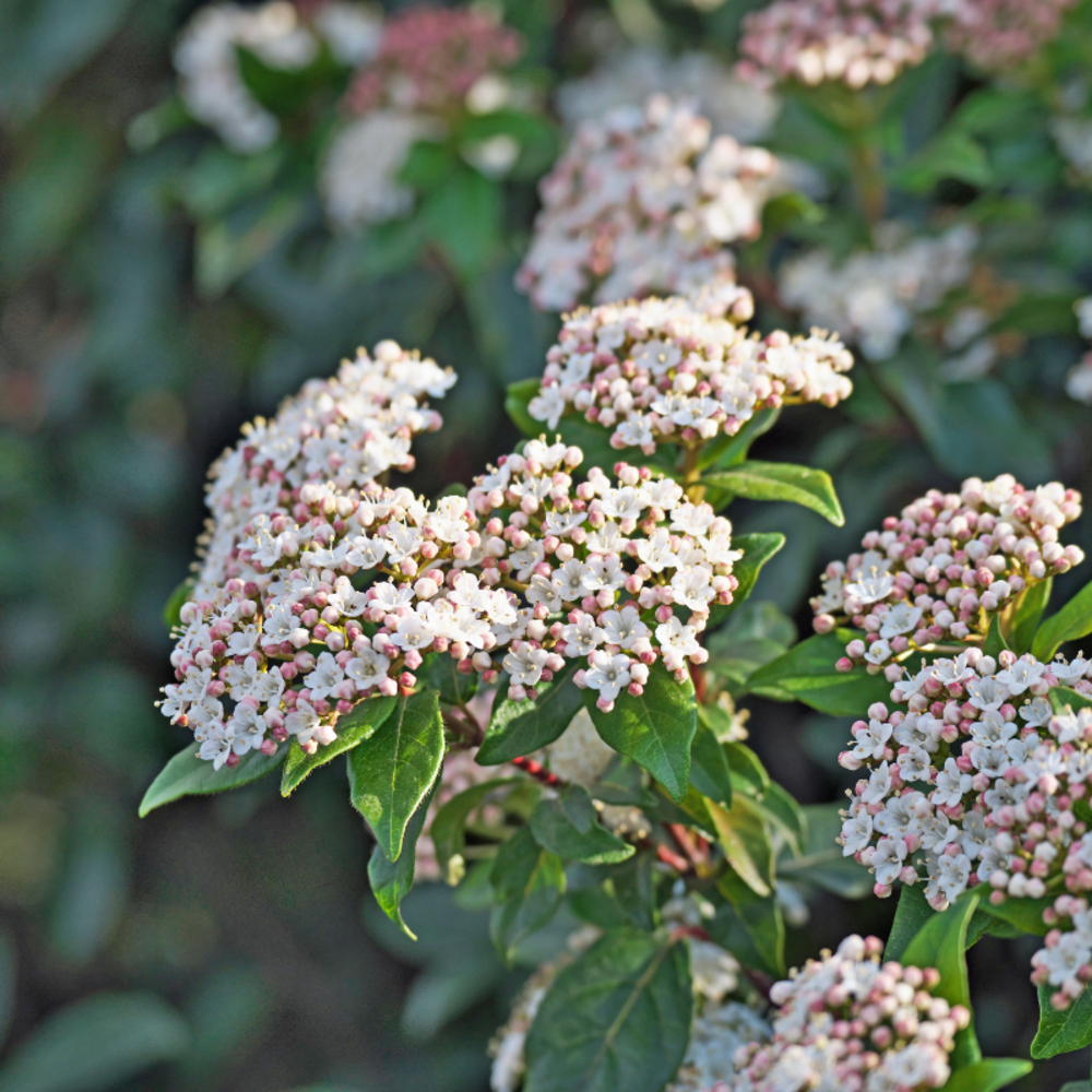 Viorne tin ladybird - viburnum tinus ladybird 40/60 cm pot 2l