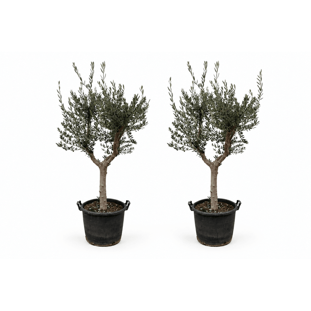 Allée des oliviers — 2 oliviers cultivo — lot de 2 plantes