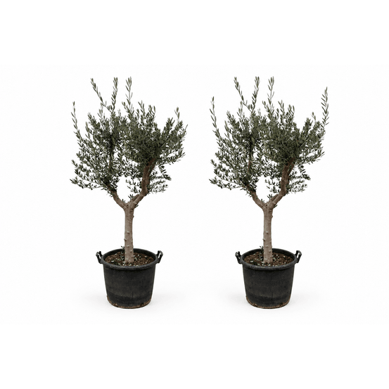 Allée des oliviers — 2 oliviers cultivo — lot de 2 plantes