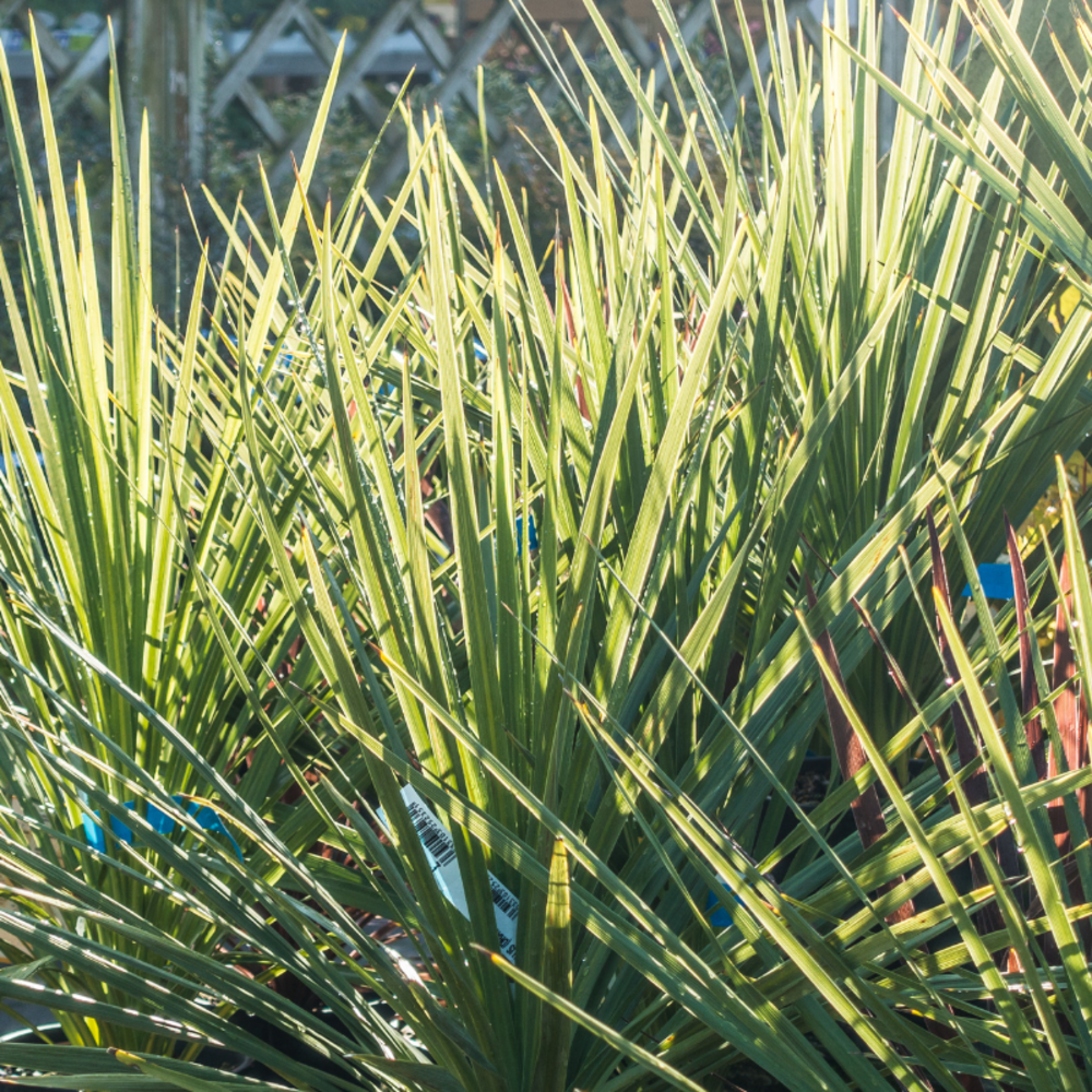 Cordyline indivise cordyline indivisa 100 cm pot 10l