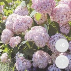 6x hortensia arborescens 'candybelle bubblegum' - hortensia - arbuste - rustique - ⌀9cm -↕20-25cm