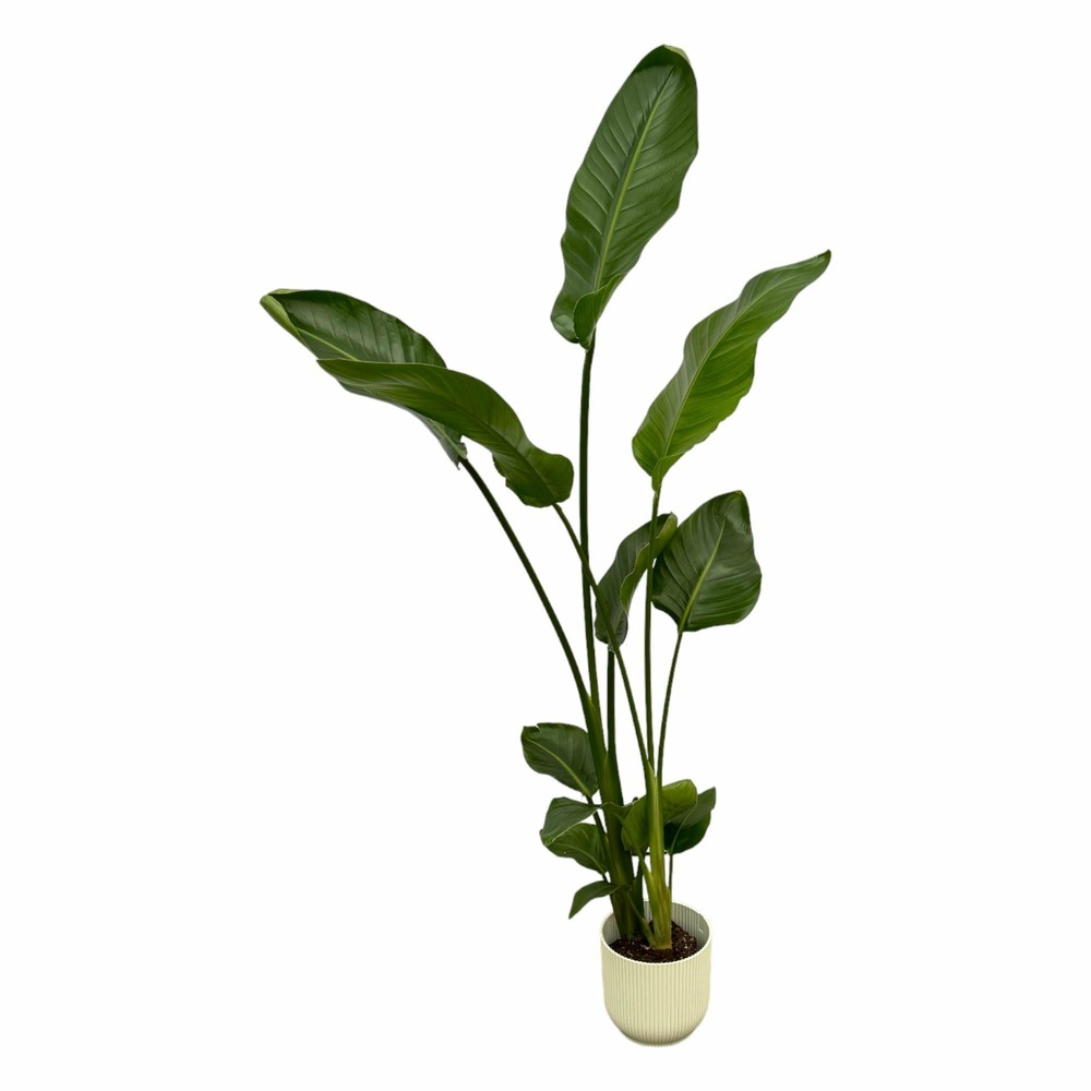 Strelitzia nicolai 100cm et son pot blanc 18cm - hauteur 100cm