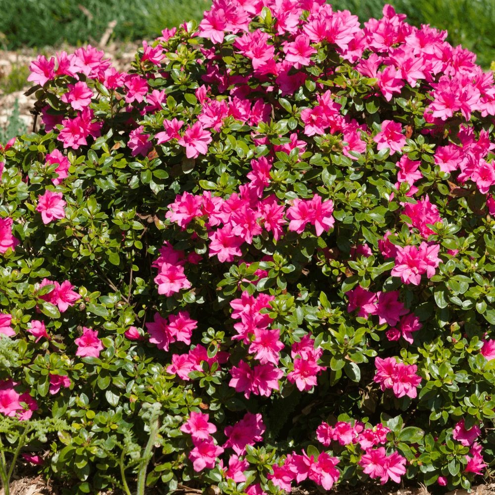 Azalée du japon mme van heck, azalea pot de 3l - 20/40 cm