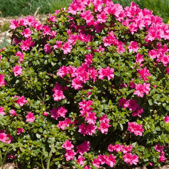 Azalée du japon mme van hecke, azalea pot de 3l - 20/40 cm