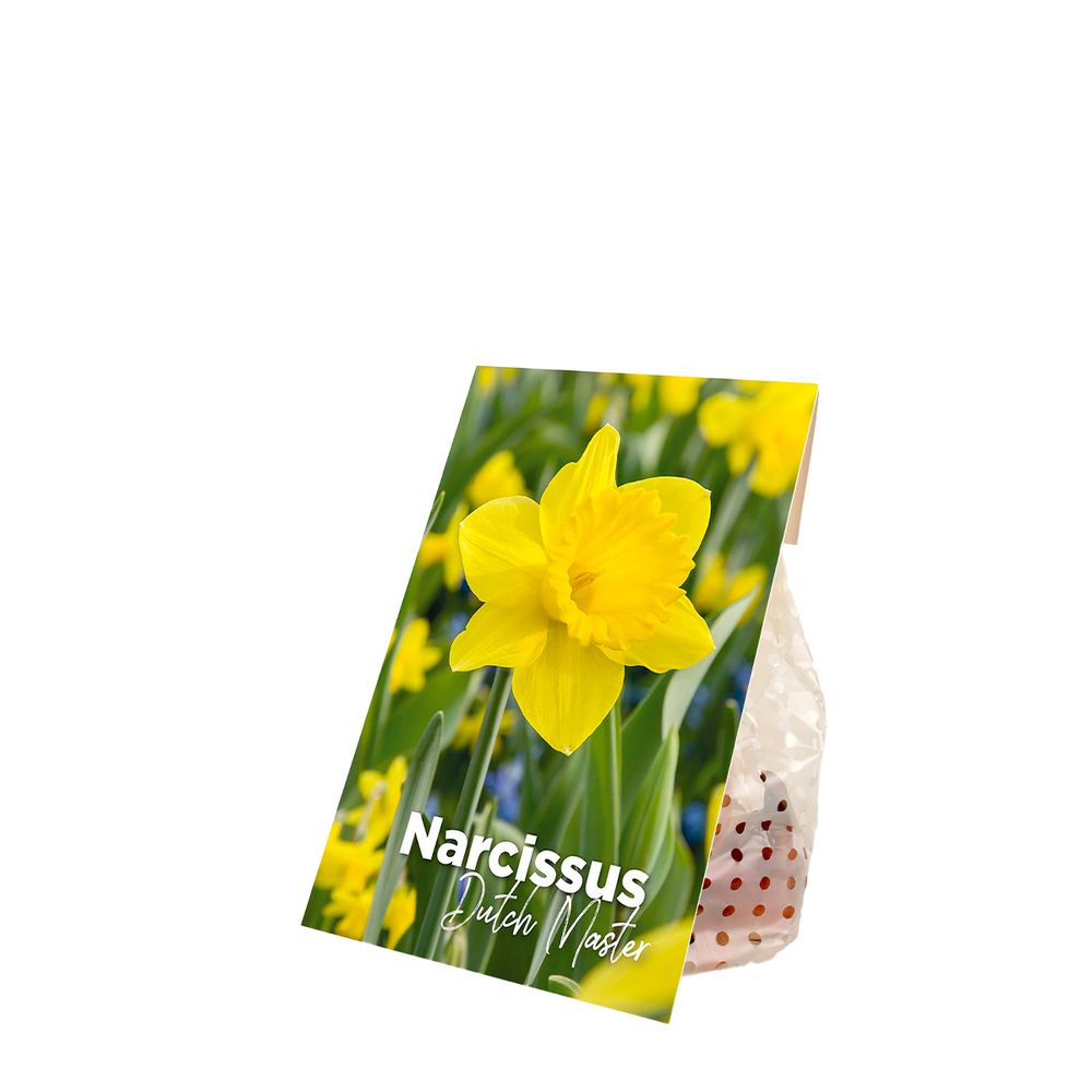 Mélange de 15 - narcissus dutch master - grande jonquille jaune - pousse jusqu'à 35-45 cm