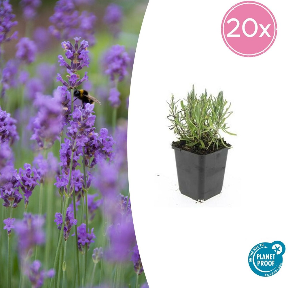 Lavande angustifolia 'munstead' x20 – entre 1,25 et 1,67m2