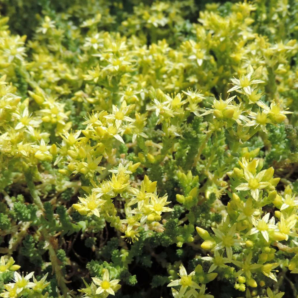 Orpin âcre oktoberfest, sedum godet - 5/20 cm