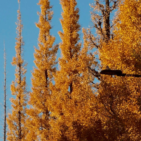 Arbre aux 40 écus fastigié gold flame® 'gold flame' pot de 30l - 175/200 cm