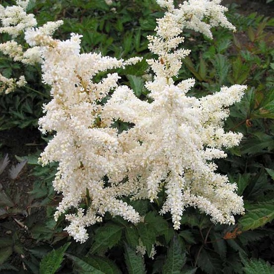 6 x astilbe du japon 'deutschland' - astilbe japonica 'deutschland' - godet 9cm x 9cm