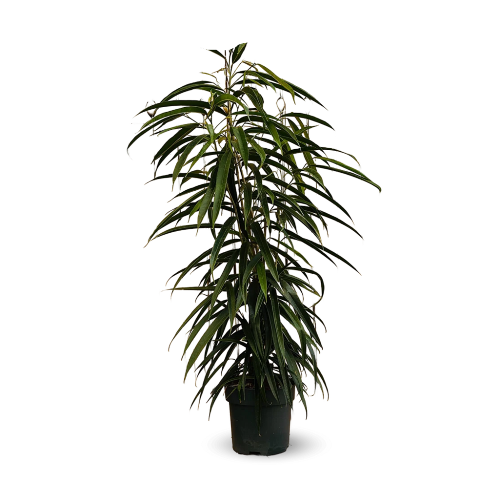 Ficus Alii - maclellandii - ↕ 100-110 cm - ⌀ 19 cm - plante d'extérieur