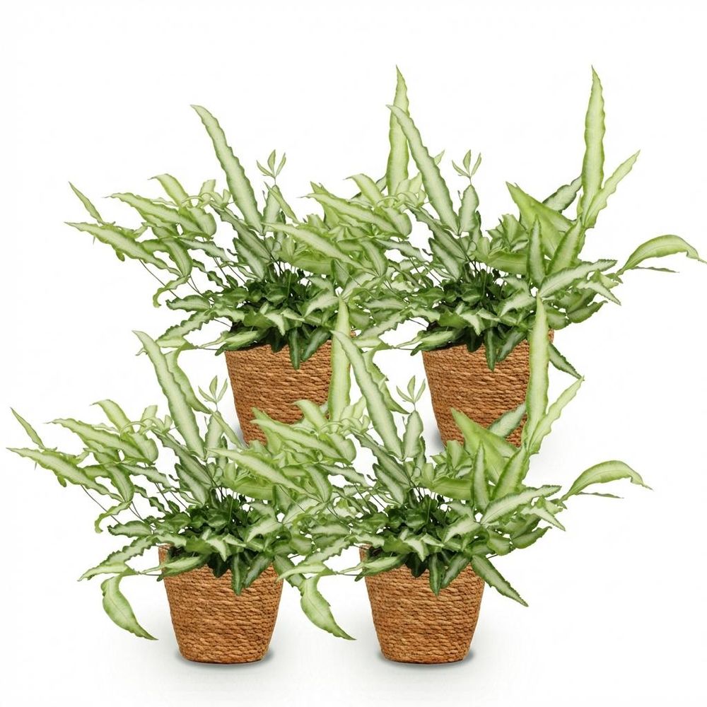Pteris cretica albolineata - pet-friendly - plante fougère - pot de 12cm - hauteur 20-30cm