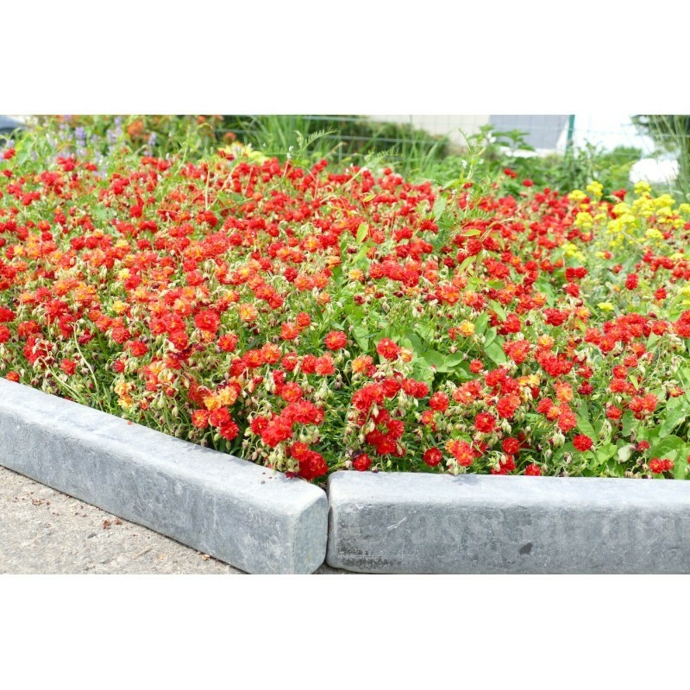 Bordure patinée xl 50 cm - pack 40 pièces - 20 mètres