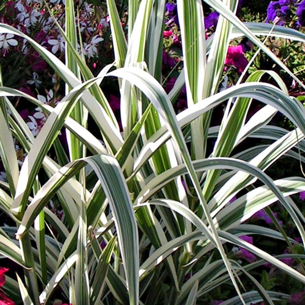 Canne de provence 'variegata'