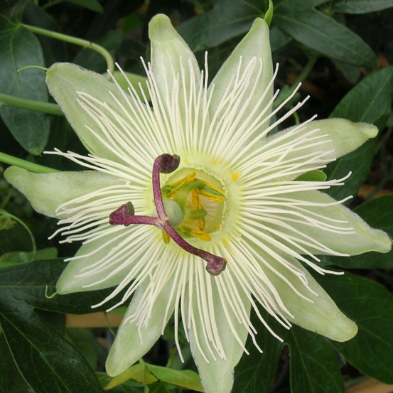 Passiflore constance elliot godet - 5/20 cm