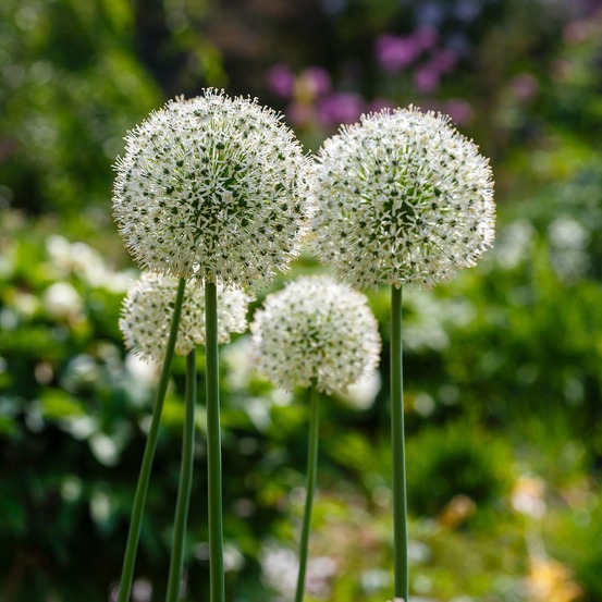 2 alliums mount everest - le sachet de 2 bulbes / circonférence 20cm+, vendu par lot de 2