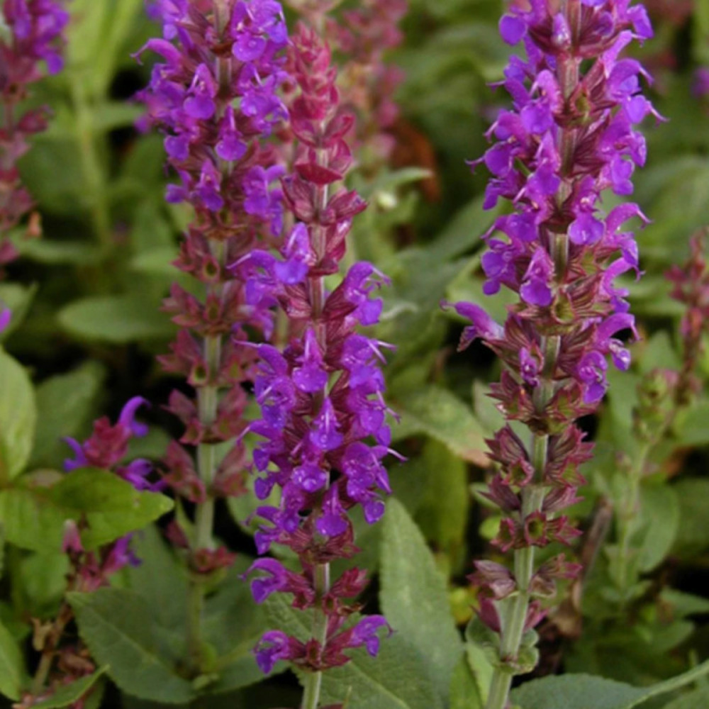 Sauge des bois ostfriesland lot de 3 godets