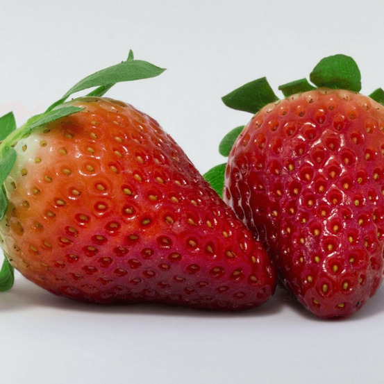 Plant de fraisier gariguette barquette de 6 godets