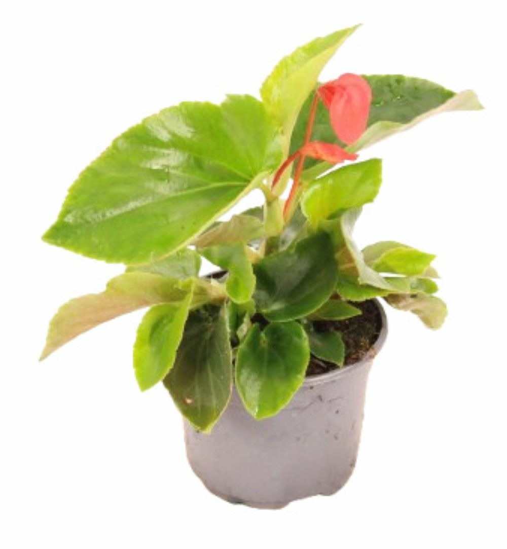 Bégonia dragon Wing pot 10,5 cm
