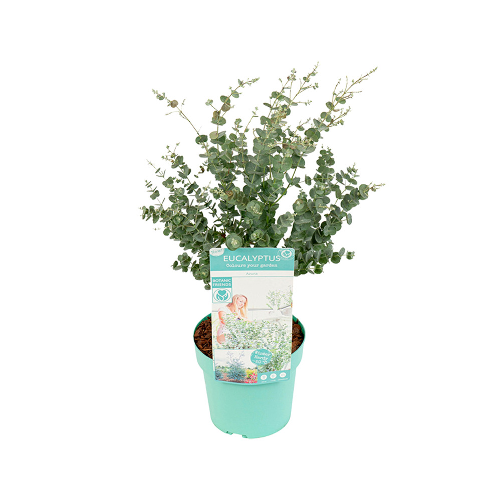 Eucalyptus gunnii azura - plante d’eucalyptus - plante de jardin - hauteur 40-60 cm - pot 19 cm