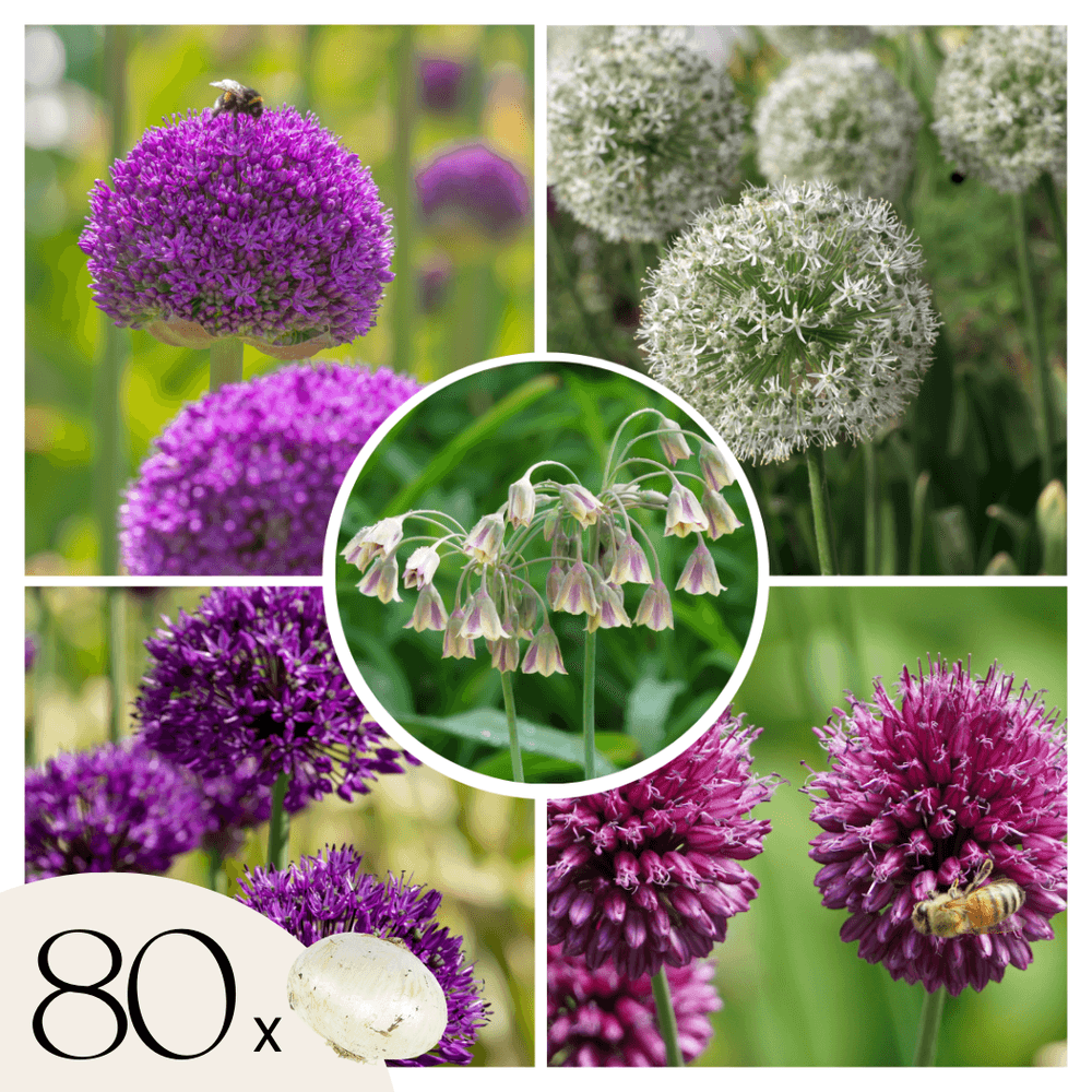 Mélange de bulbes ail - set de 80 - allium - bulbes à fleurs