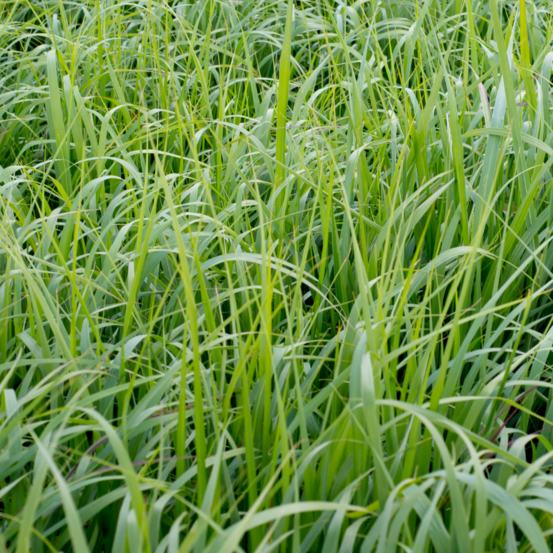 Panic érigé northwind - panicum virgatum northwind 100/120 cm pot 7,5l